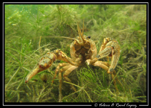 Come on if you dare ! :-) by Raoul Caprez 